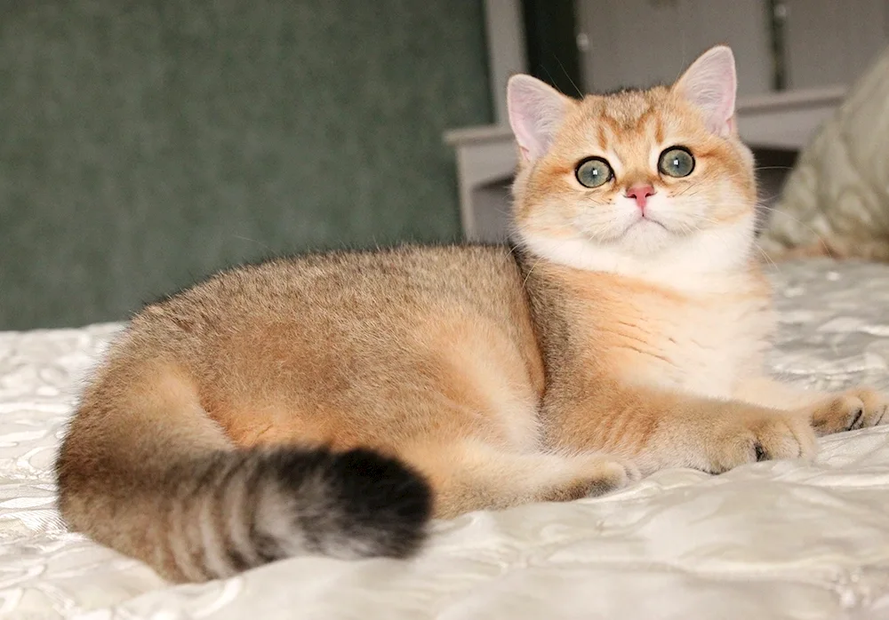 British Golden Chinchilla Munchkin