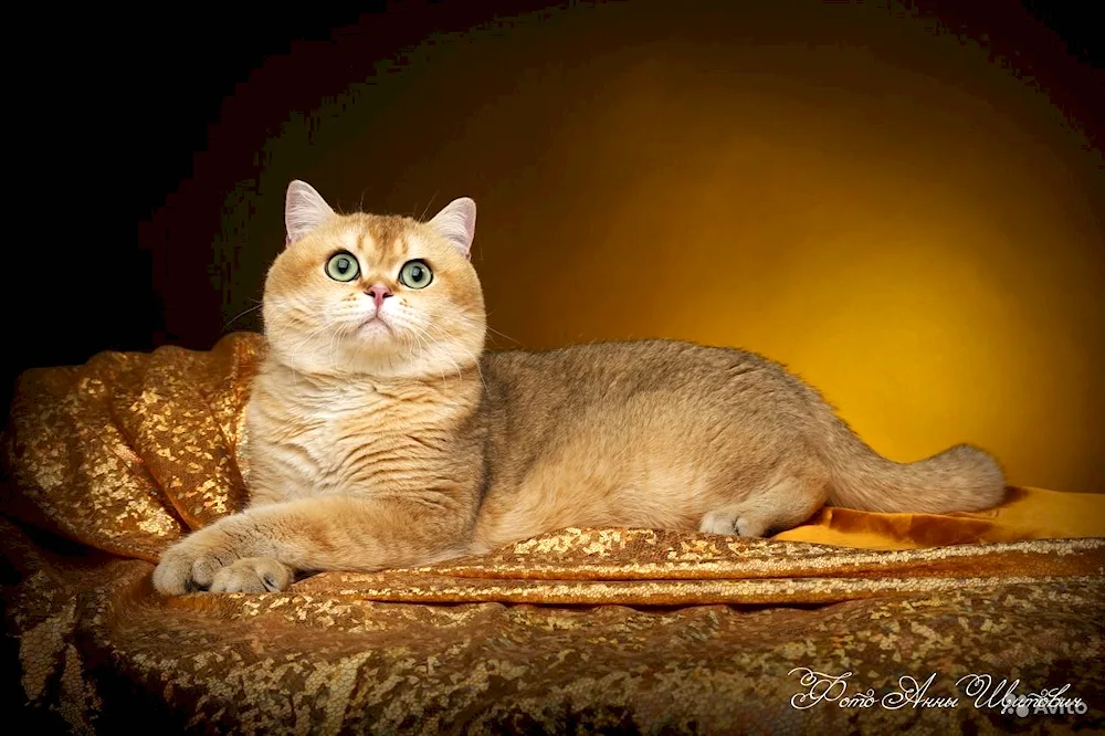 Scottish Fold Golden Chinchilla