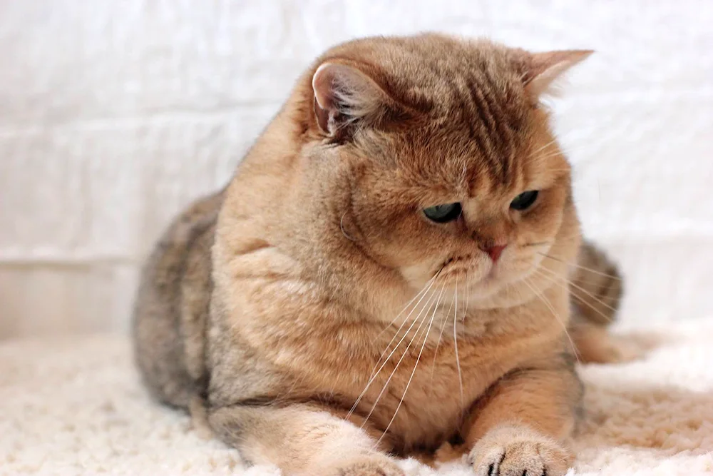 British Golden Chinchilla Munchkin