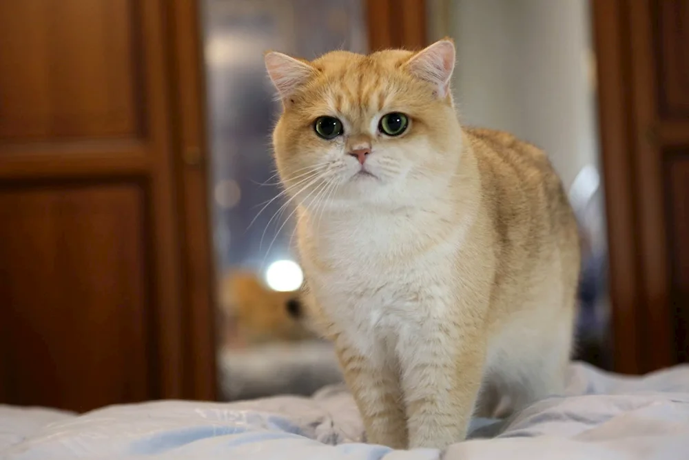 Golden tic chinchilla Scottish