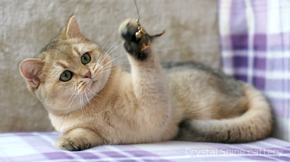 British Golden Chinchilla