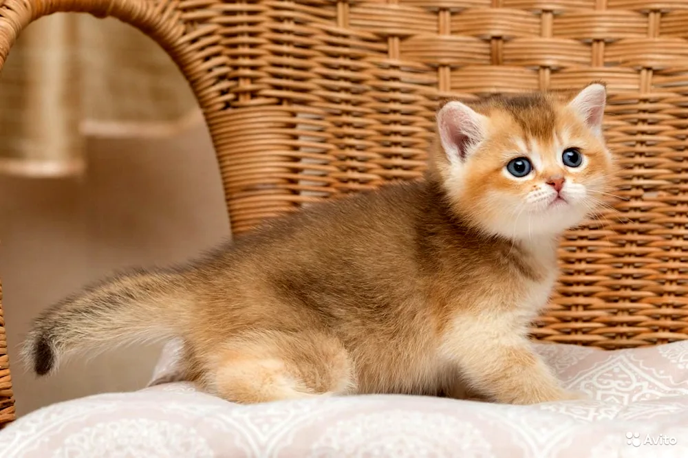 British Golden chinchilla Munchkin