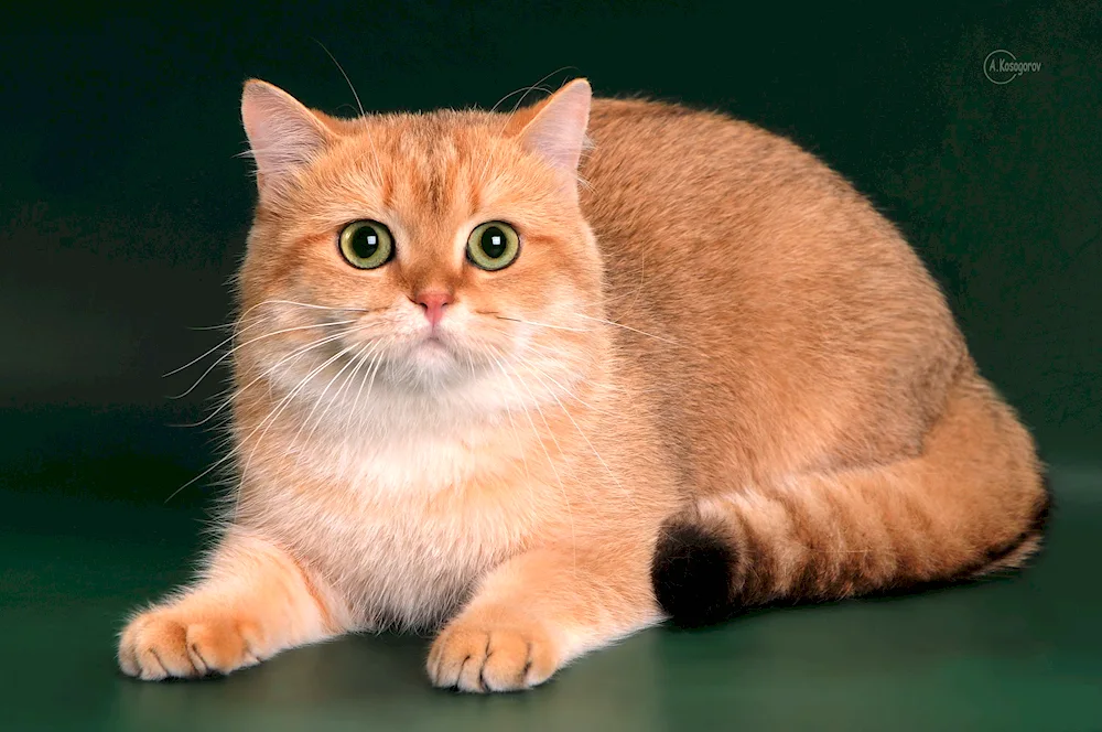 British Golden chinchilla