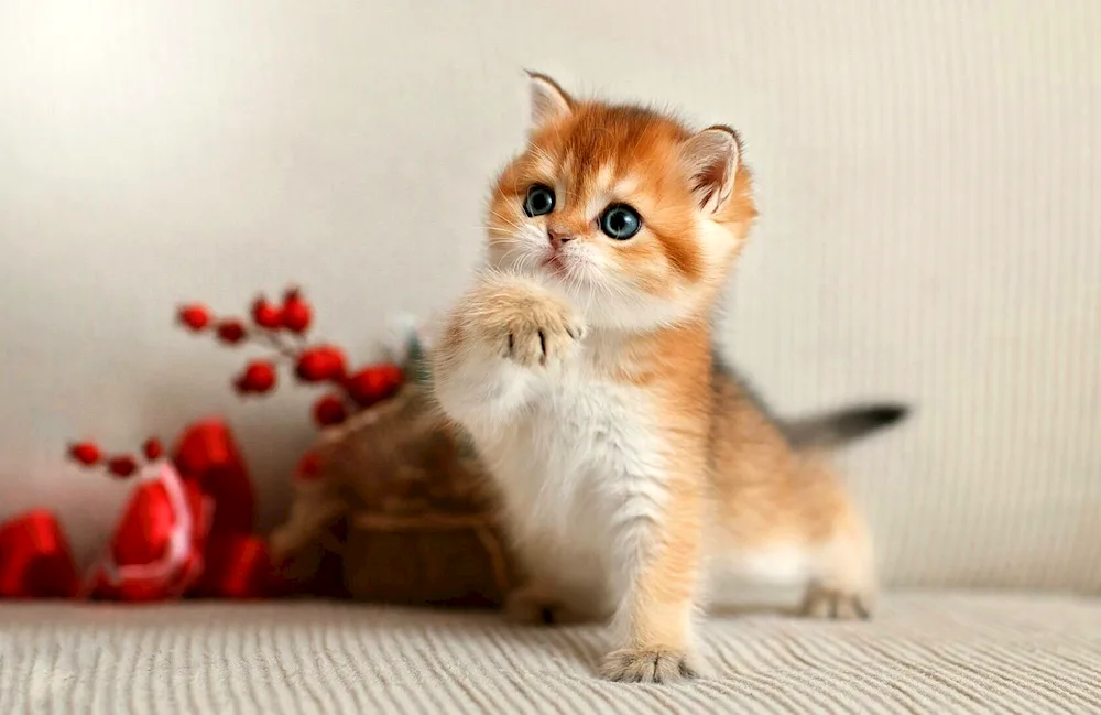 Scottish Shorthair Golden Chinchilla