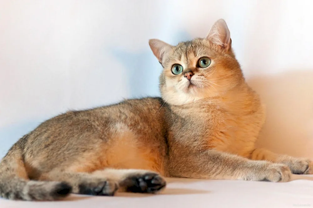 British Golden Chinchilla with green eyes