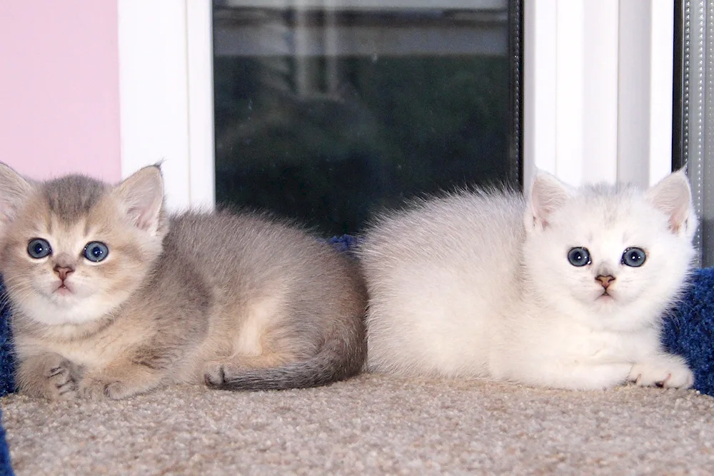 Tiked silver chinchilla