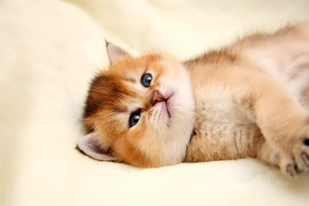 British Shorthair Golden Chinchilla