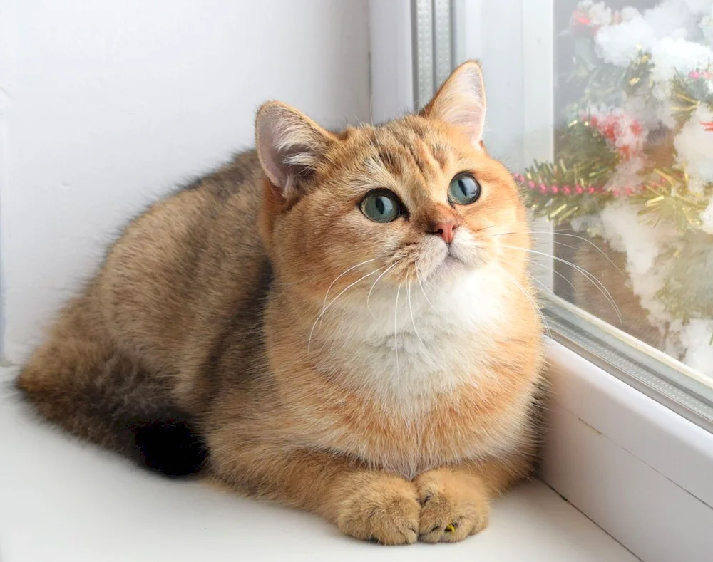 British Golden Chinchilla