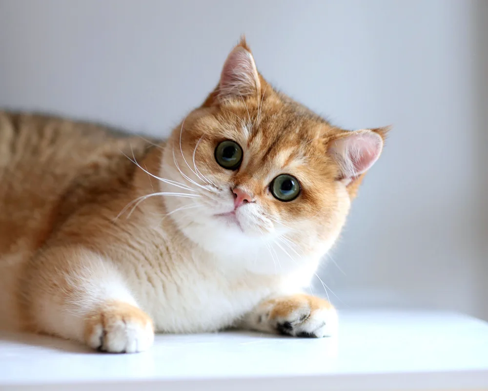 British Golden Chinchilla