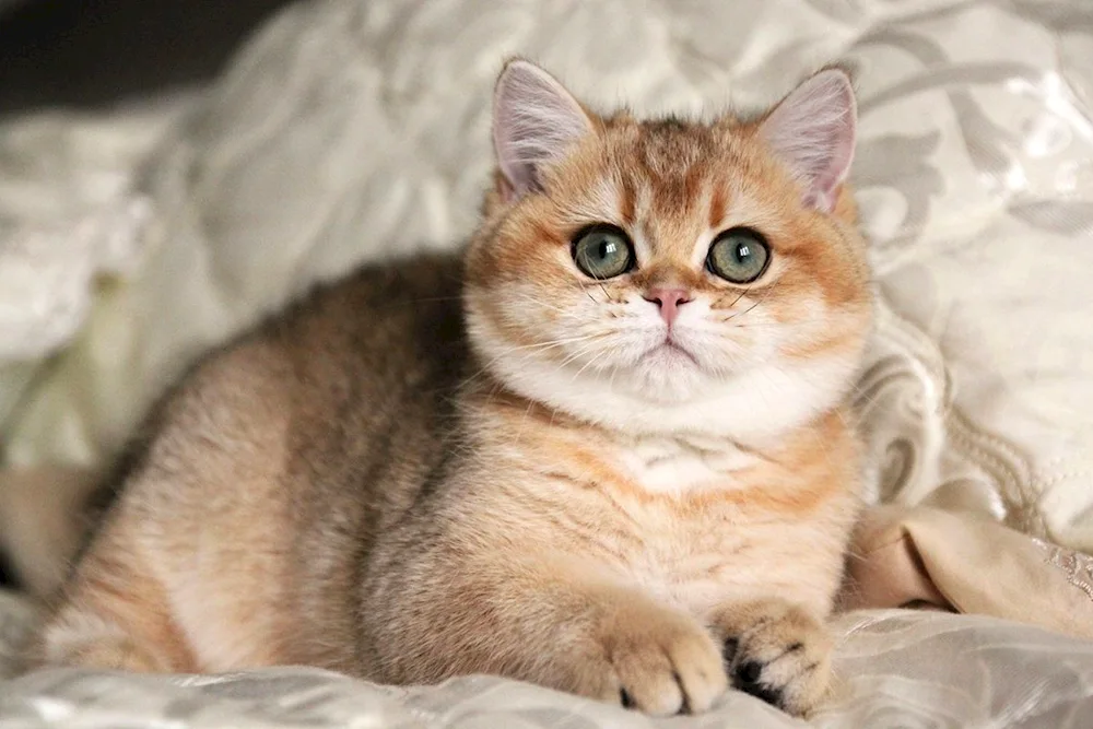 British Golden Chinchilla