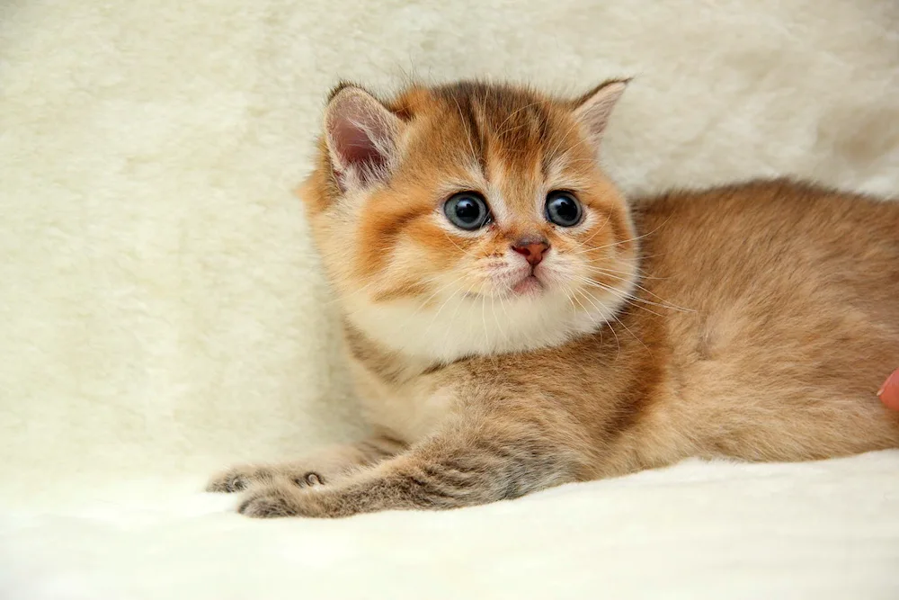 British Golden Chinchilla