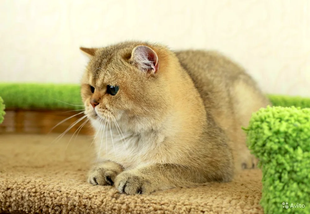 Golden tiked chinchilla cat