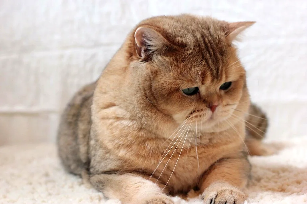 British Golden Chinchilla