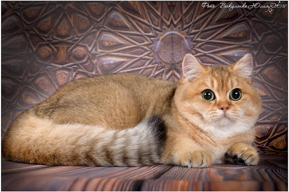 British Golden Chinchilla