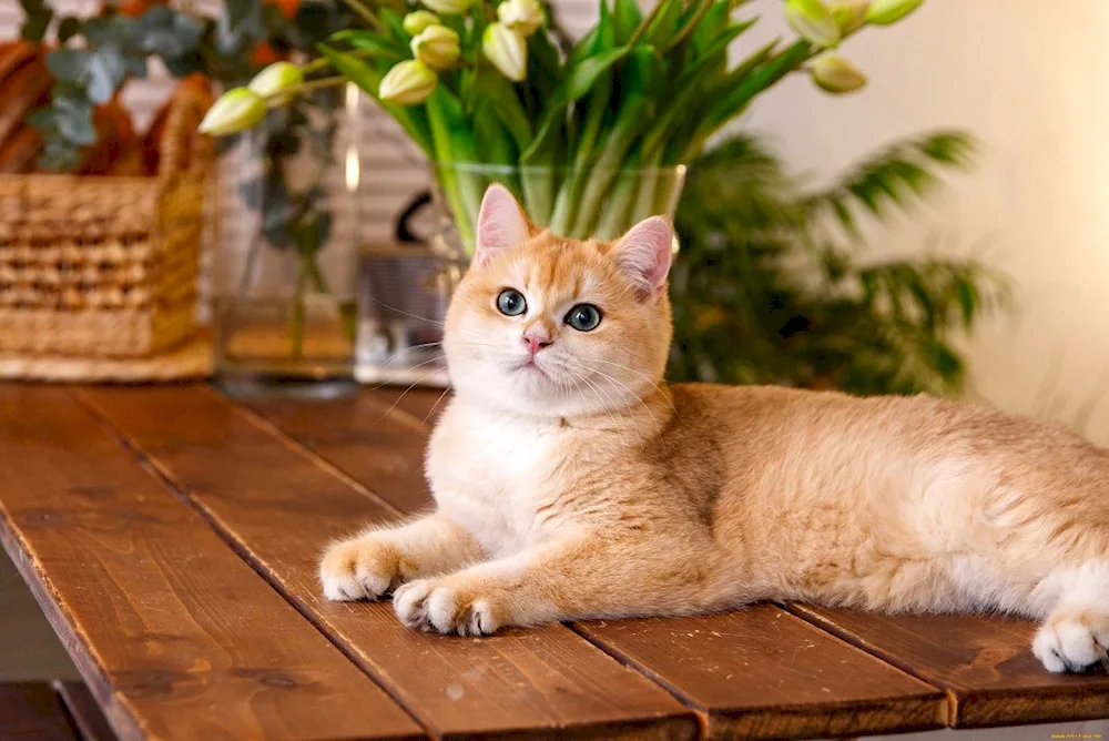 Scottish Fold Golden Chinchilla