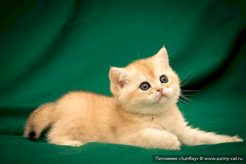 British Golden Chinchilla