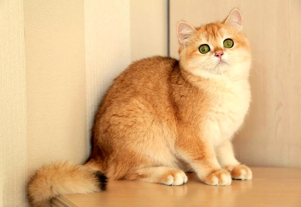 Golden Tiked Chinchilla cat