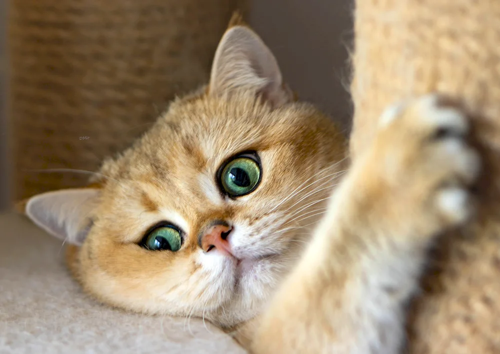 British Golden Chinchilla Cobie