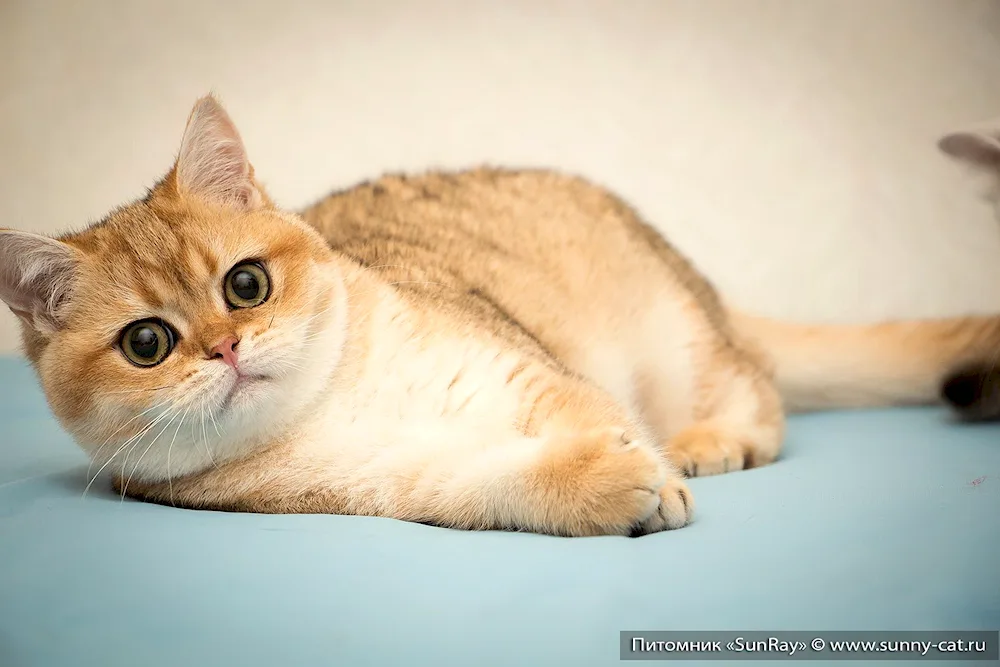 British long-haired cat Golden chinchilla