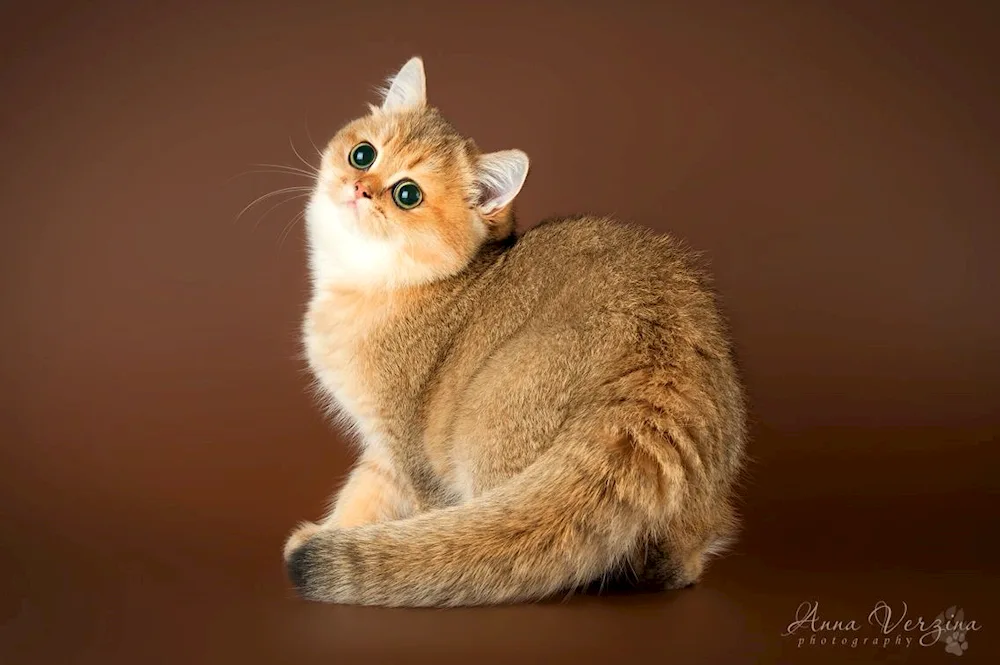 Persian long-haired chinchilla cat