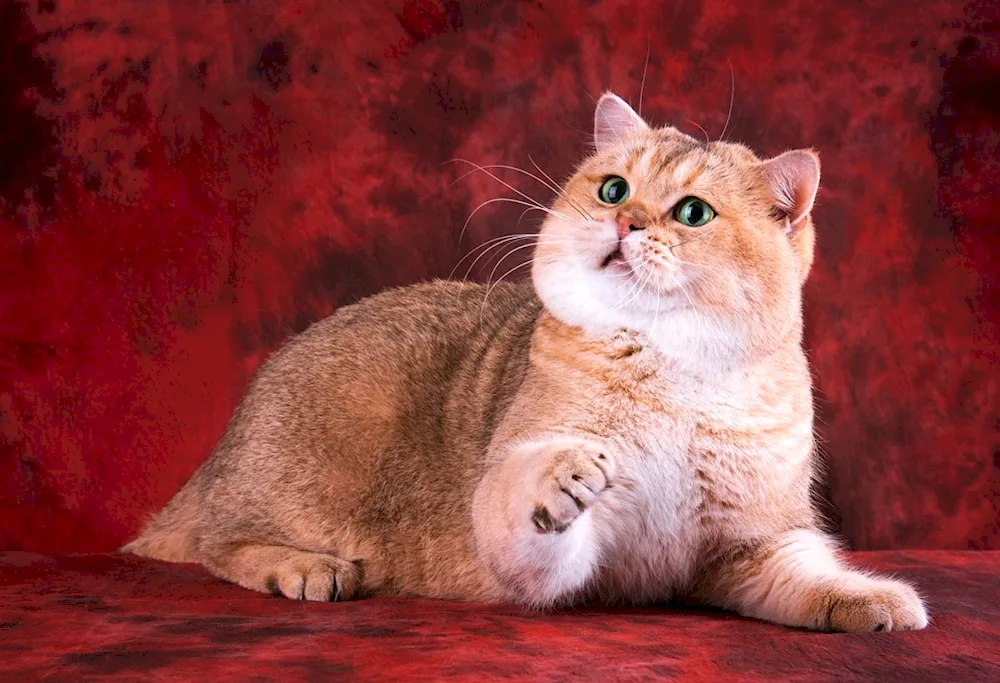 Golden Tiked Chinchilla cat