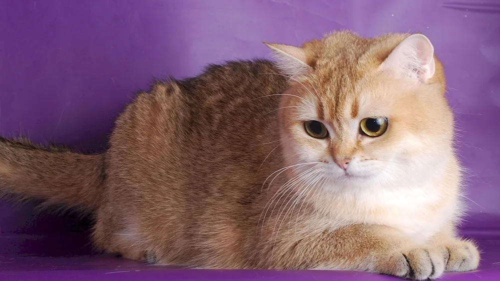 British Golden Chinchilla