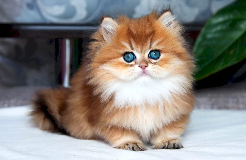 British Golden Chinchilla Long-haired