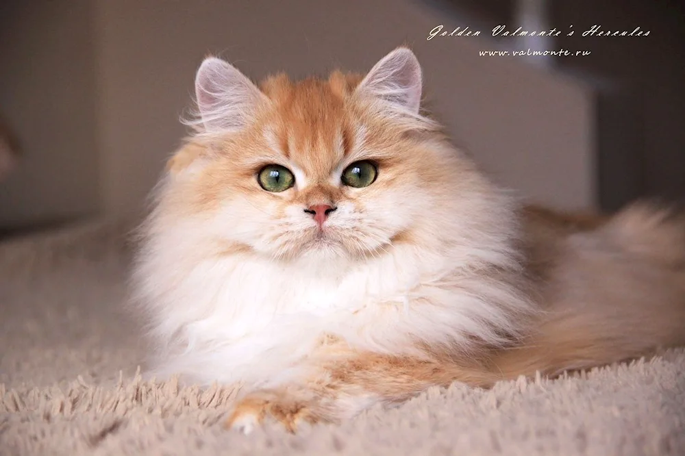 Siberian Persian Persian chinchilla cat