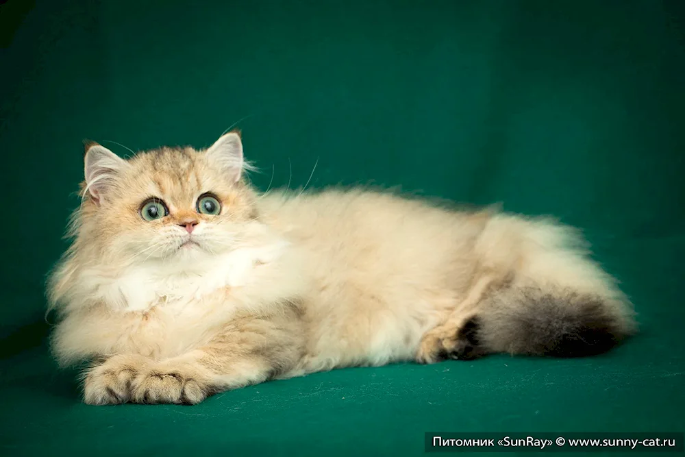 British Golden Chinchilla Long-haired