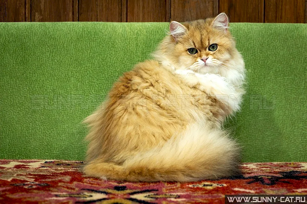 Golden chinchilla long-haired cat