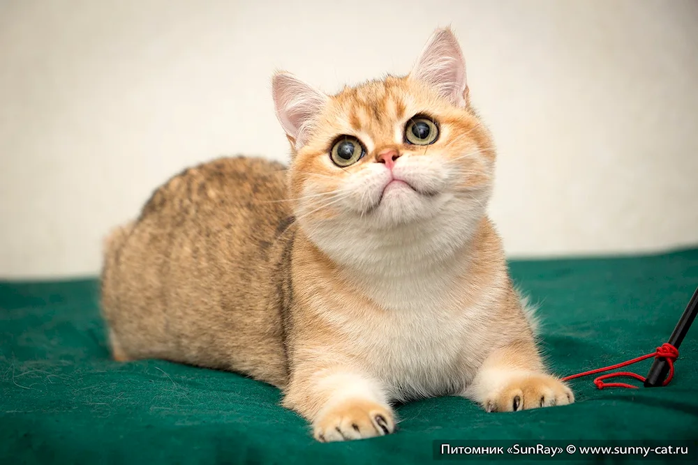 Munchkin cat