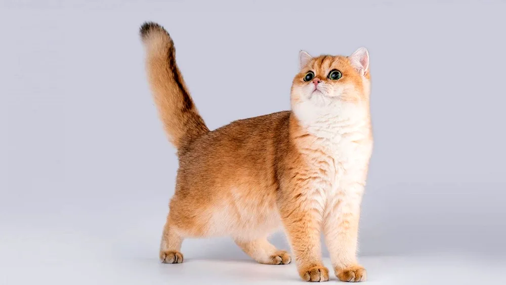 Scottish Fold Golden Chinchilla