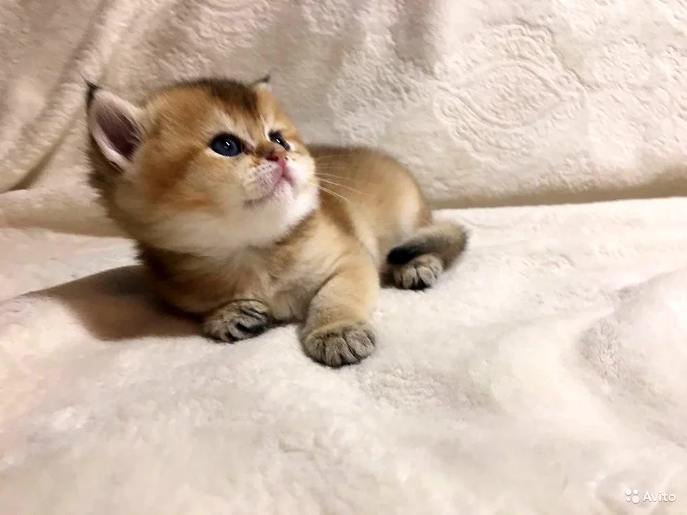 British Golden Chinchilla