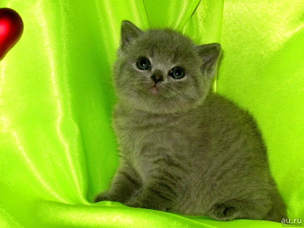 Scottish shorthair kittens