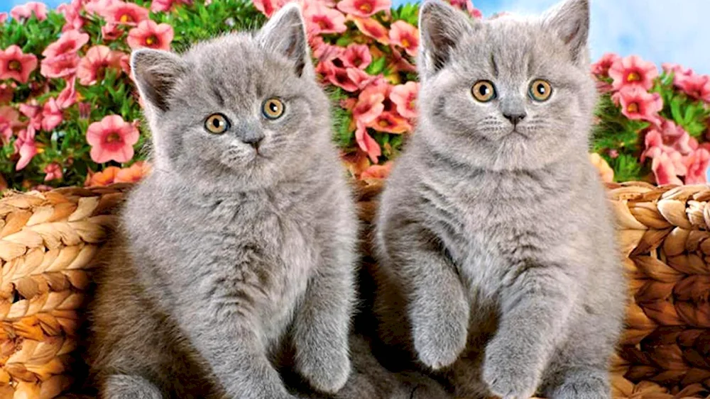 British grey kitten