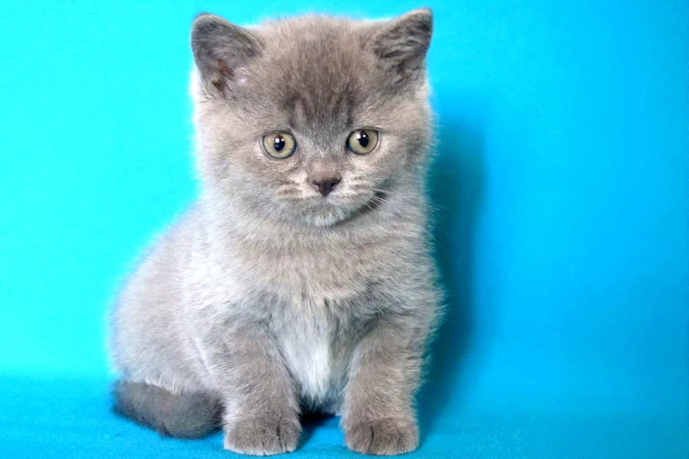 British blue cat