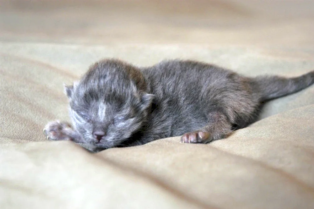 Newborn kittens
