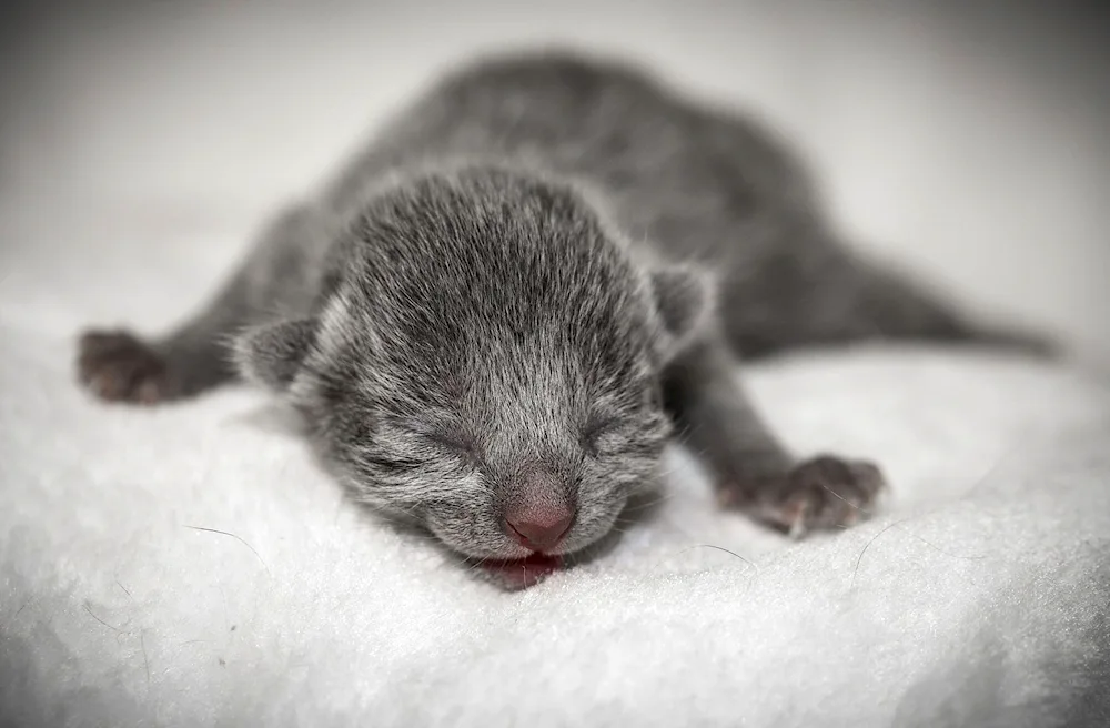 British lop-eared kittens Newborn kittens