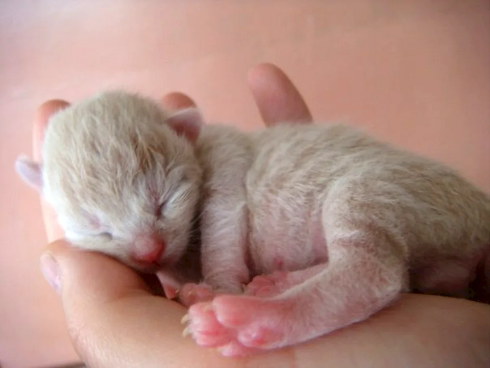 Newborn lop-eared kittens