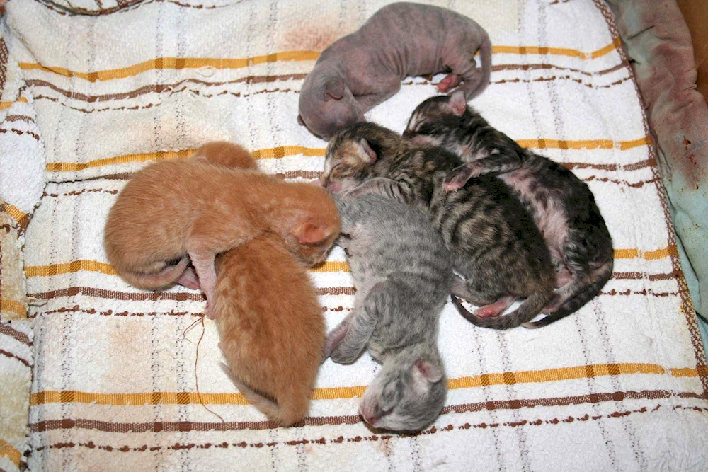 British lop eared kittens newborn