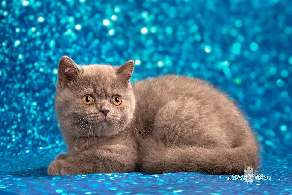 Scottish Fold Straight