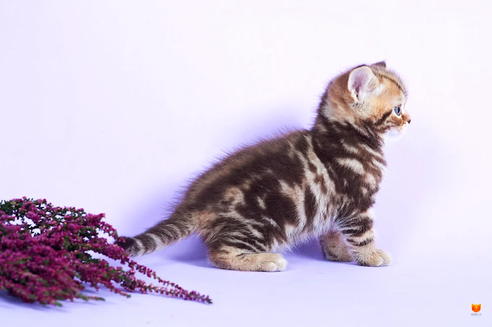 British marbled tabby cat