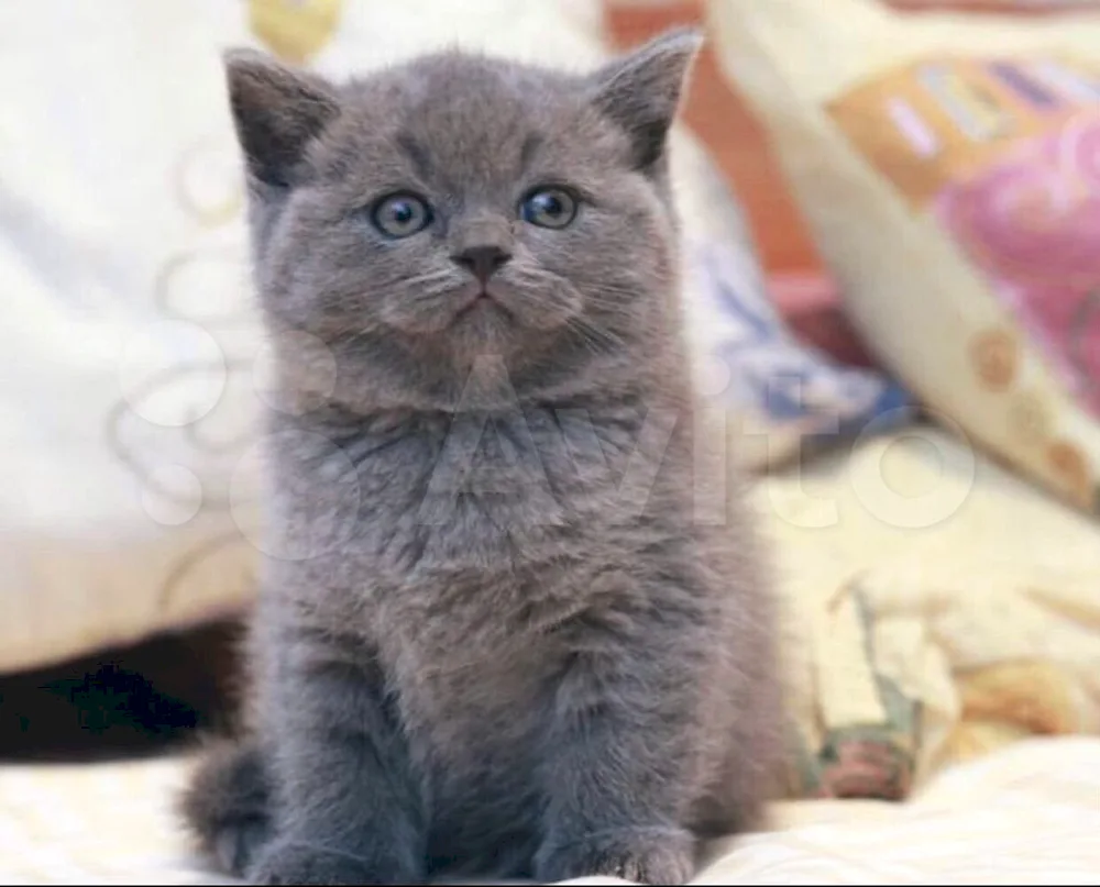 Scottish Straight chinchilla