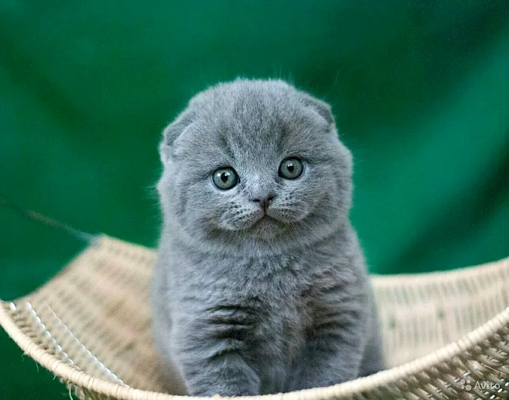 Scottish lop cat