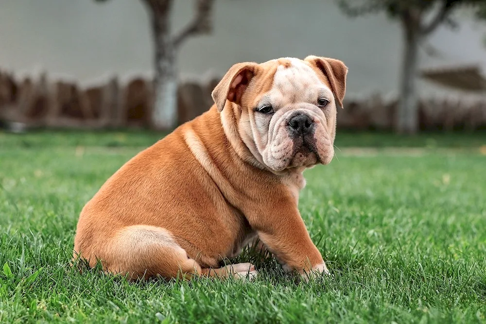 Breed of bulldog dog