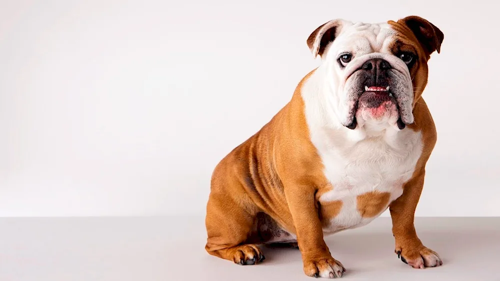 British bulldog dog