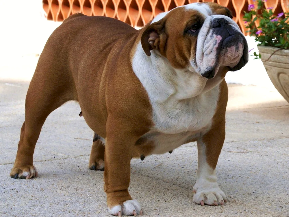 American Bulldog dog