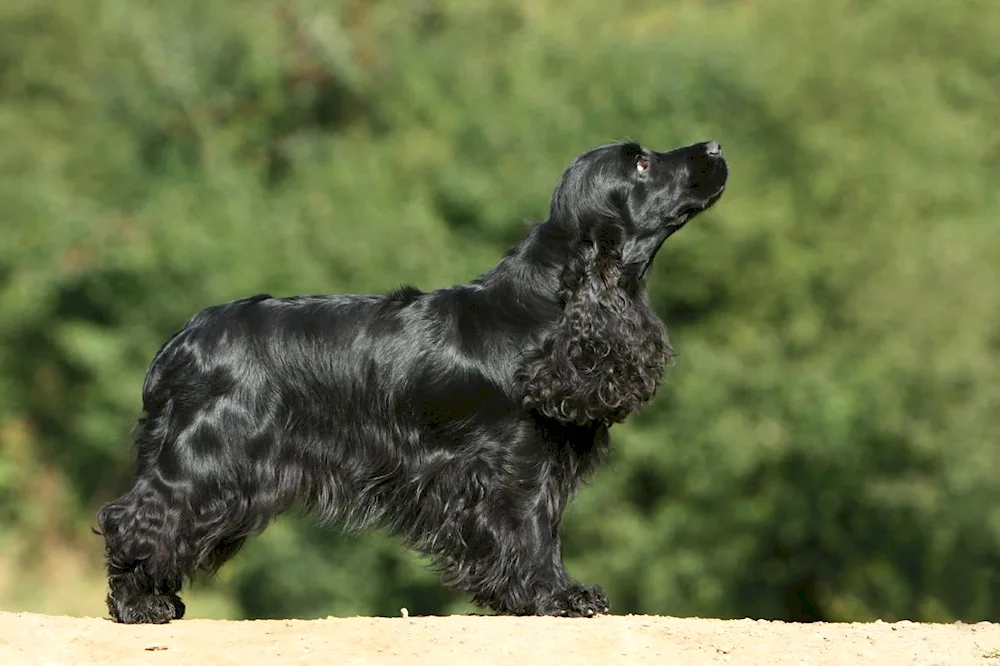 British cocker spaniel black