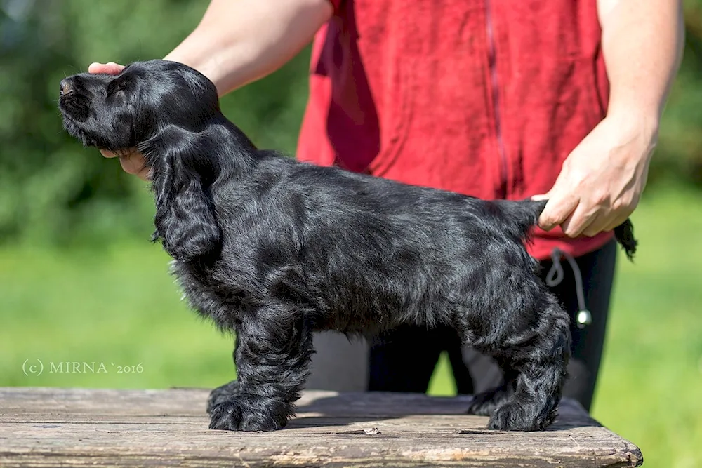 American cocker spaniel black