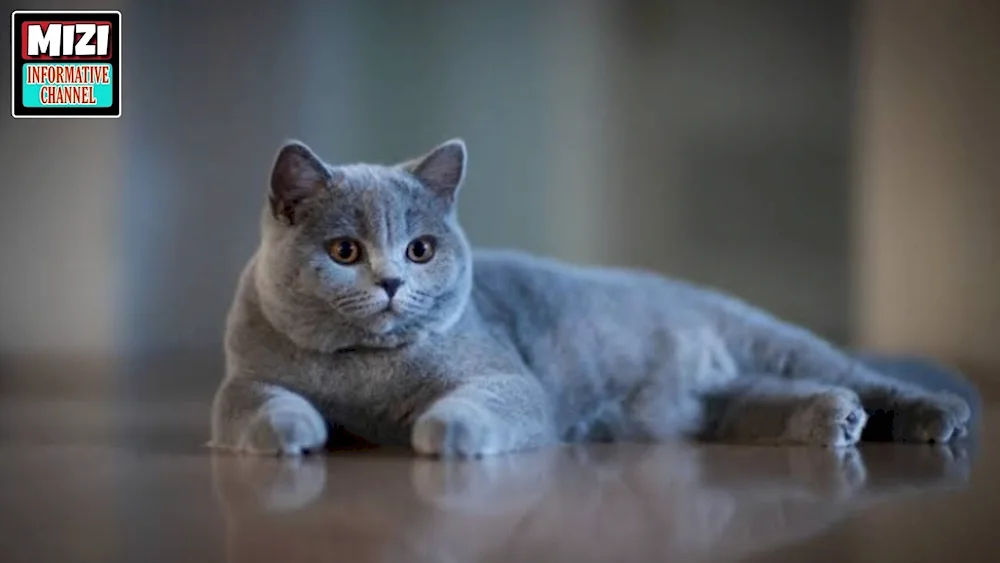 British cat straight-eared grey